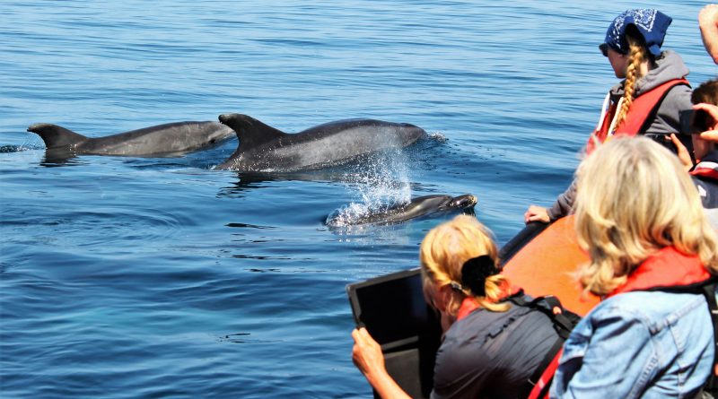 Wale und Delfine an der Algarve auf Bootstouren beobachten