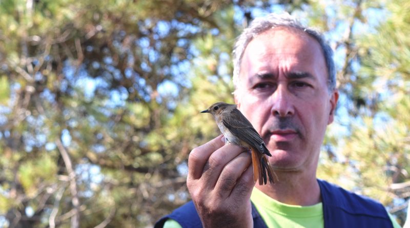 Vogelbeobachter in Sagres an der Algarve bei der Beringung