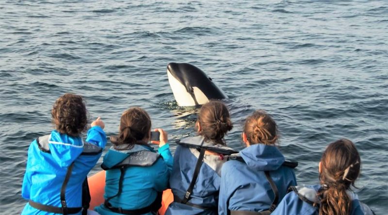 Orcas an der Algarve: Schwertwal-Baby bei Sagres gerettet