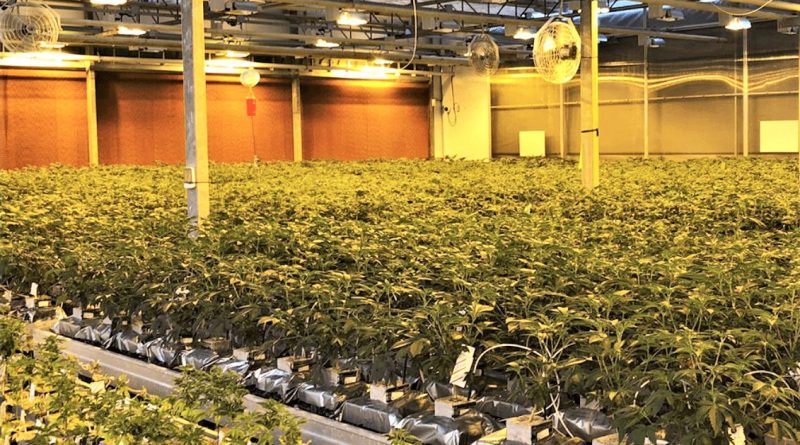 Cannabis wird in Aljustrel im Alentejo für medizinische Zwecke legal angebaut